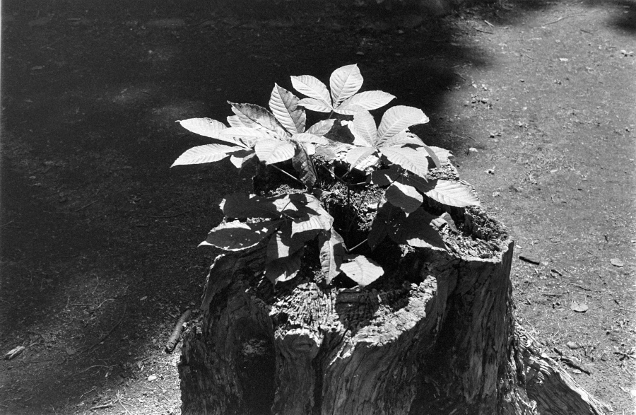 神代植物公園