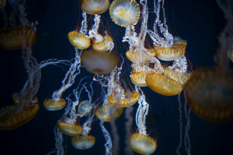 新江ノ島水族館