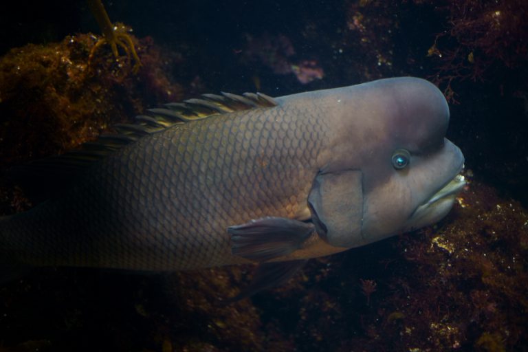 新江ノ島水族館