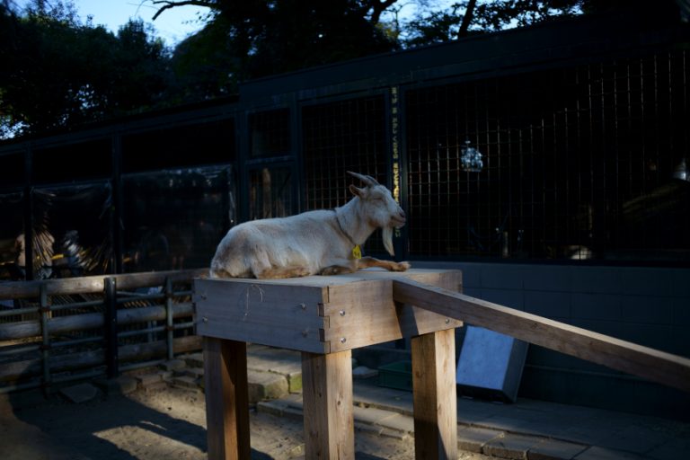 夢見ヶ崎動物公園