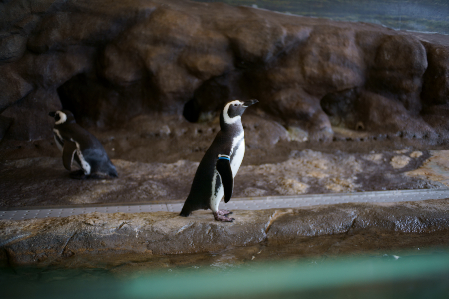 しながわ水族館