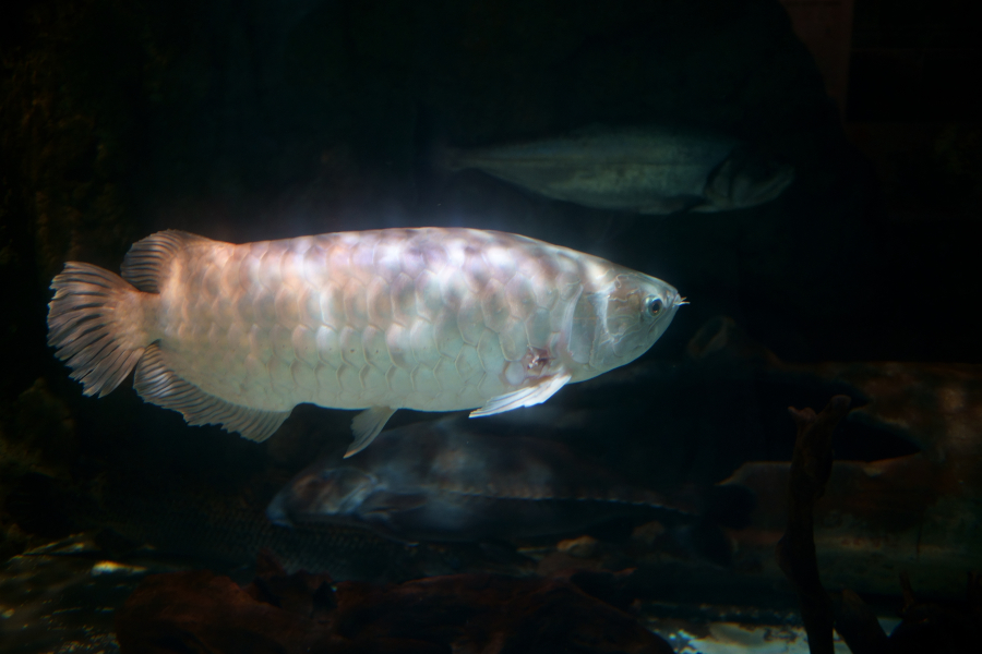 しながわ水族館