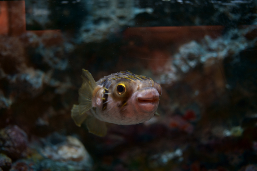 しながわ水族館