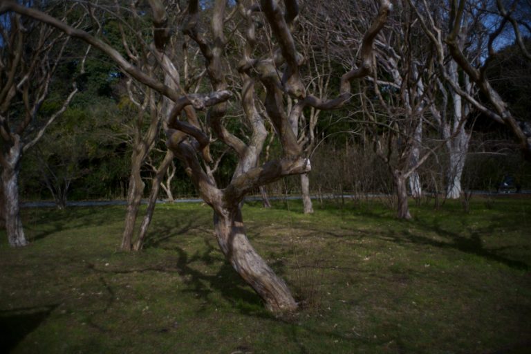 神代植物公園