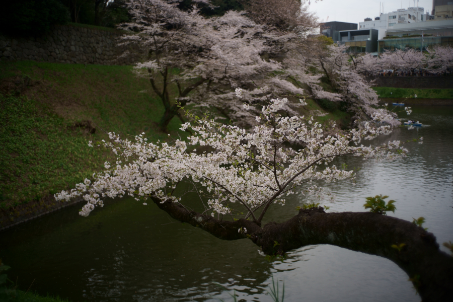 千鳥ヶ淵