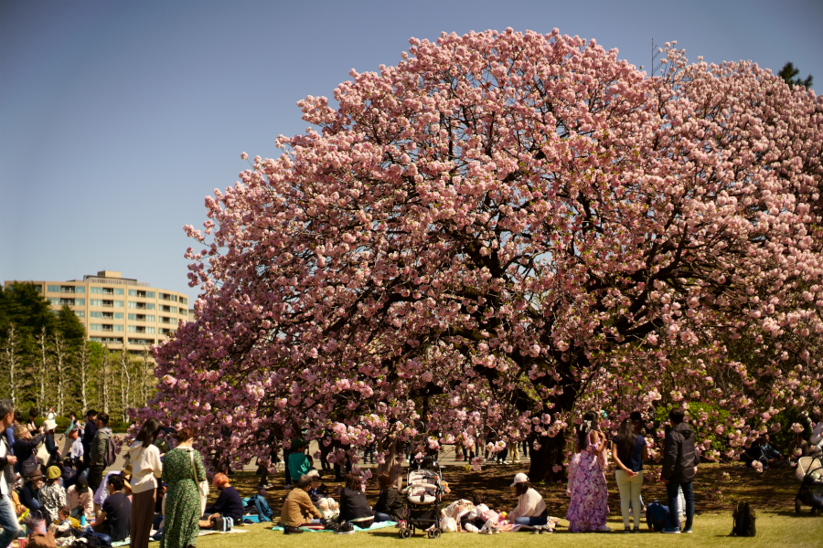 新宿御苑・福禄寿桜