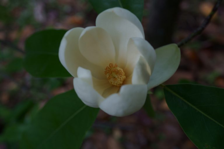 神代植物公園