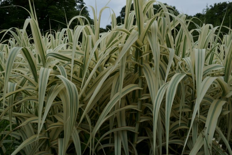 神代植物公園