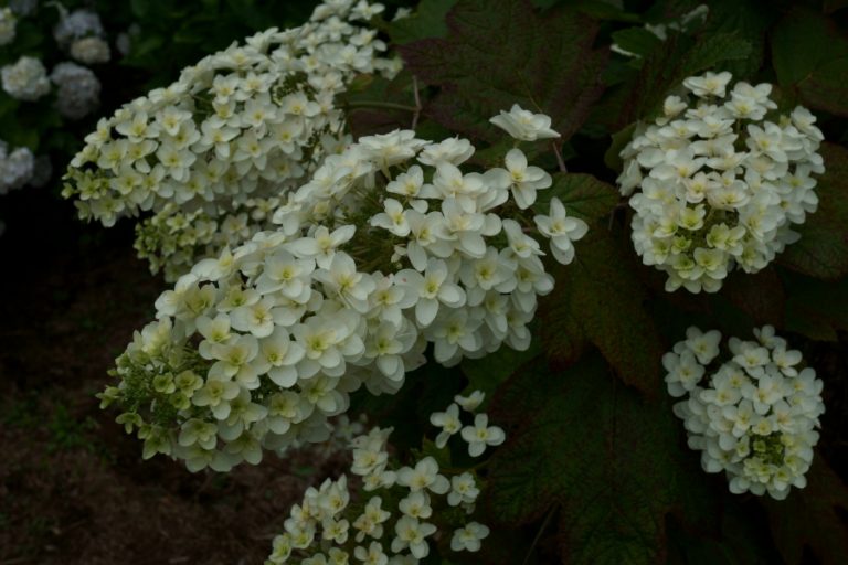 神代植物公園