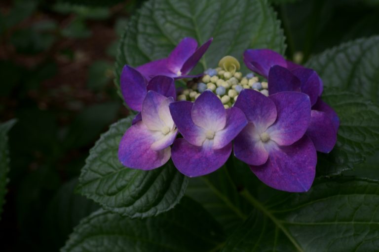 神代植物公園