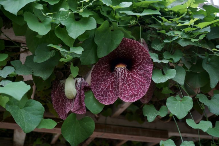 神代植物公園