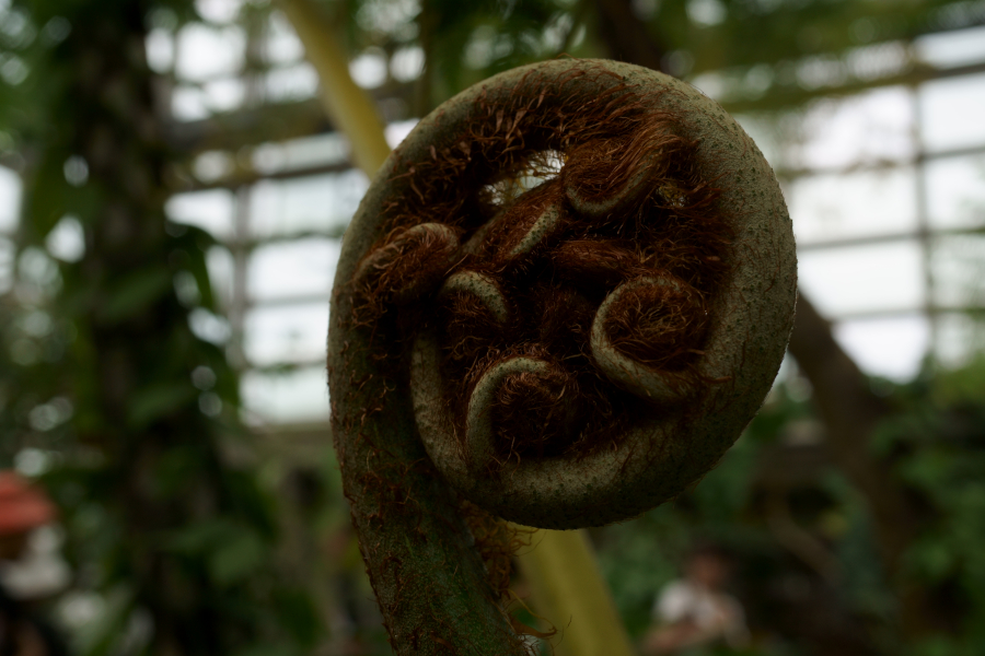 神代植物公園