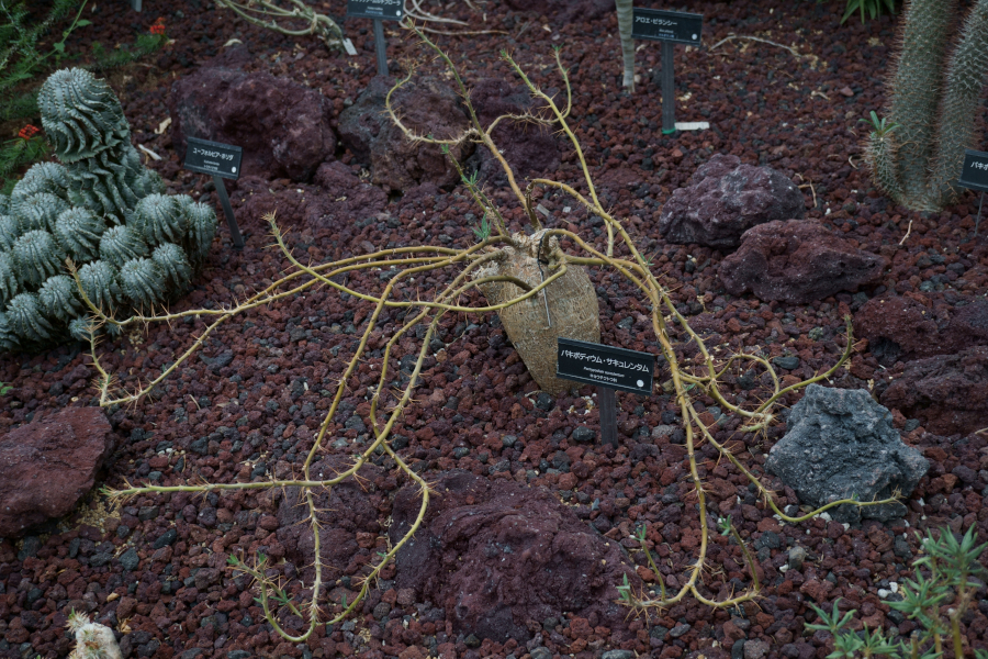 神代植物公園