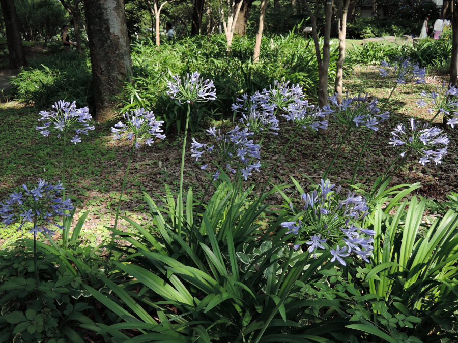 新宿中央公園