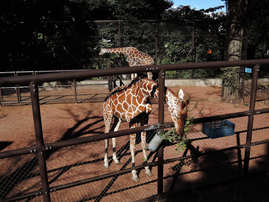 野毛山動物園