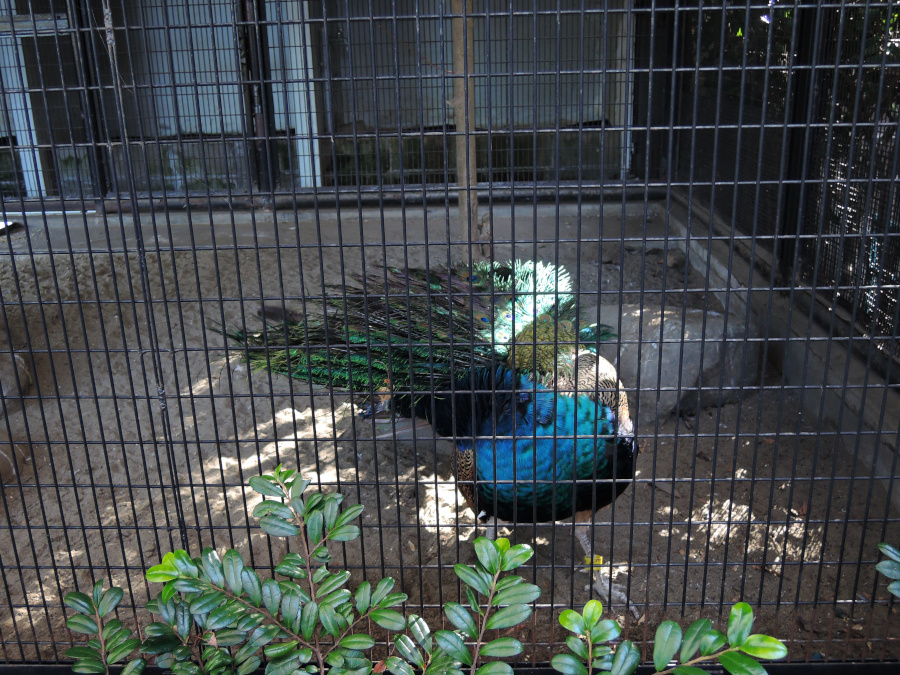 野毛山動物園