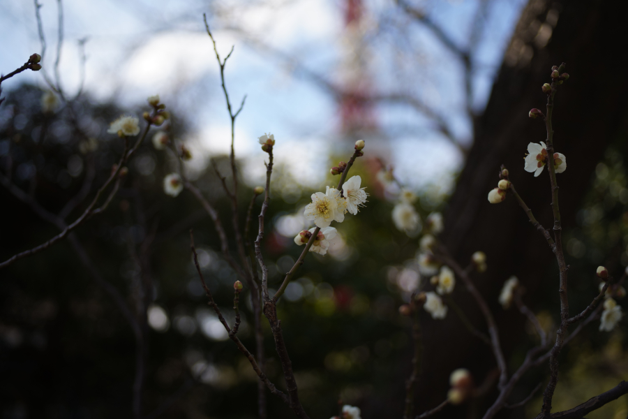 増上寺