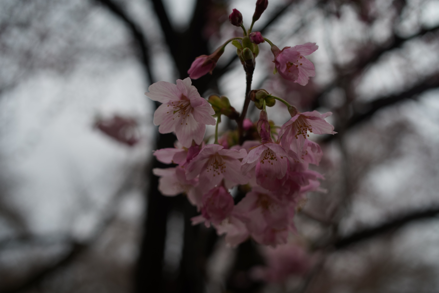 陽光桜