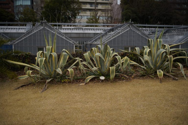 新宿御苑