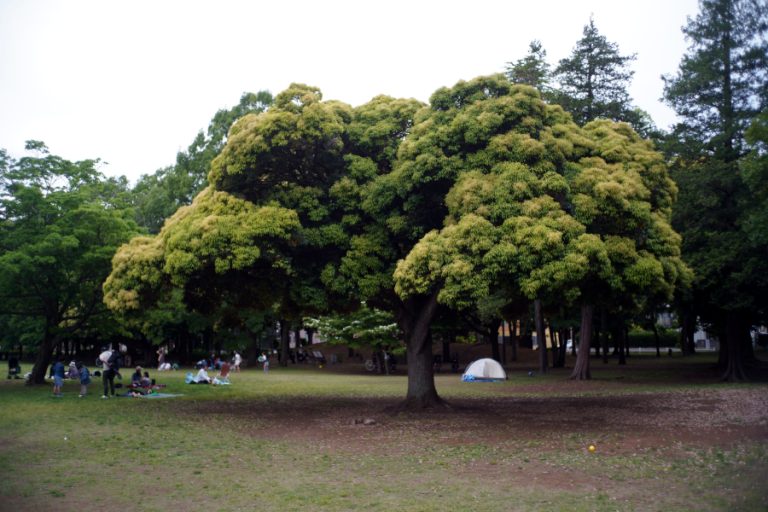 府中の森公園