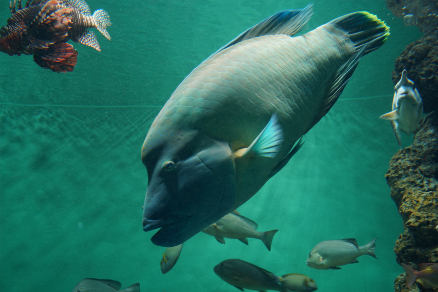 葛西臨海水族園