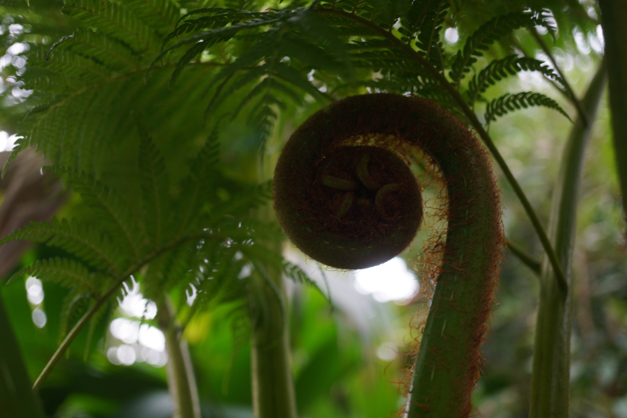 神代植物公園