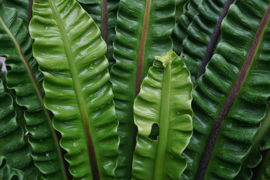神代植物公園