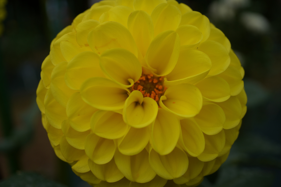 神代植物公園